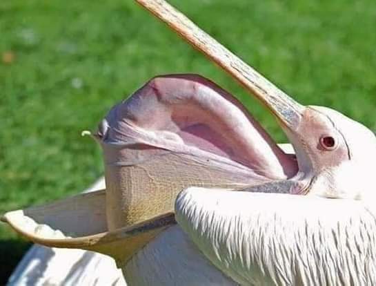 نقره لعرض الصورة في صفحة مستقلة