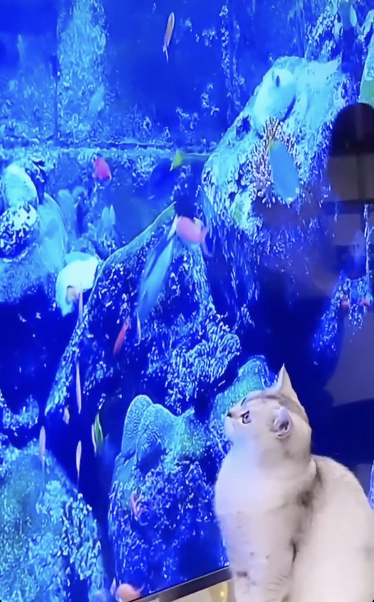 ����� ���� �������