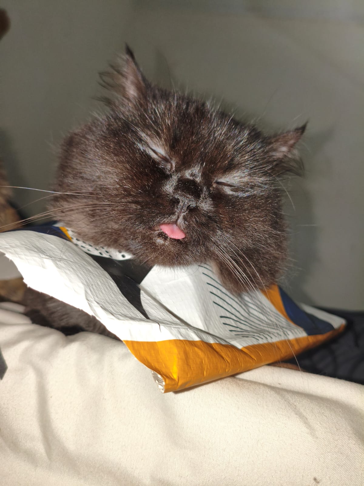 Molly kucing penyayang dan lembut