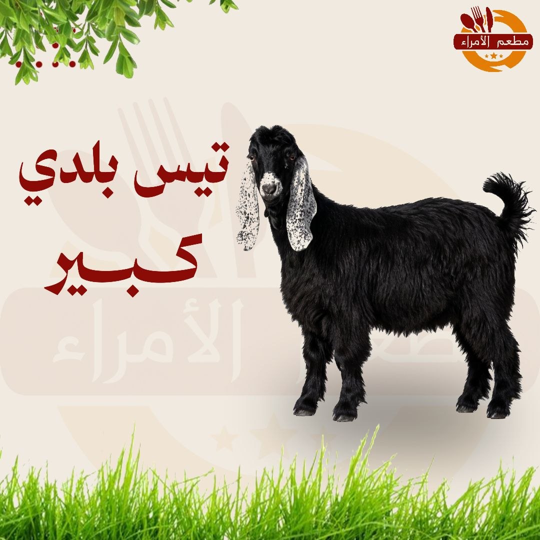 تيس بلدي كبير