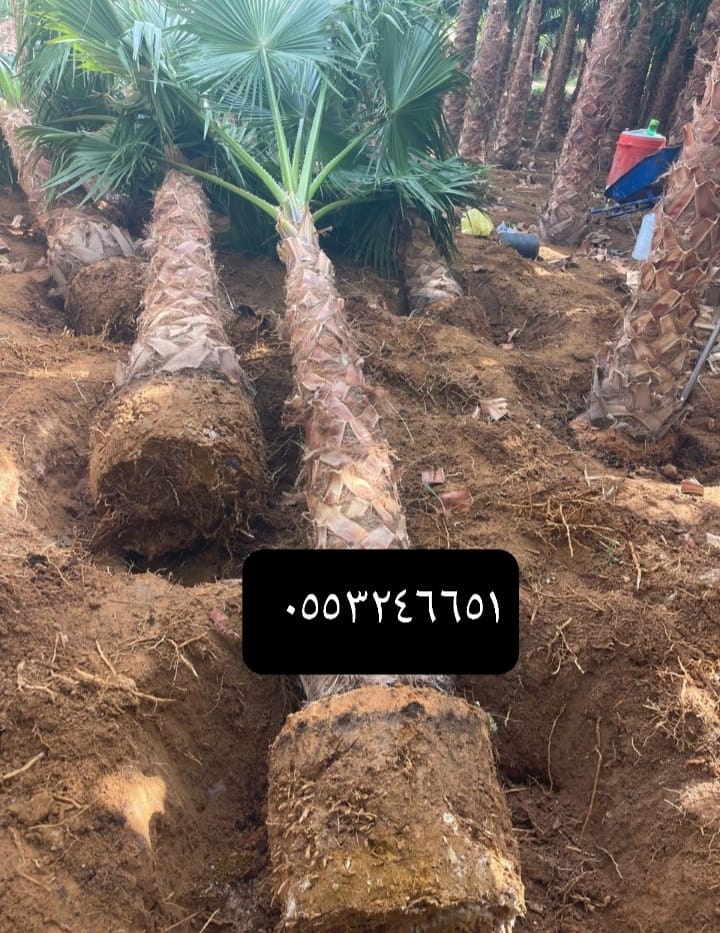 زراعة النخيل في المملكة